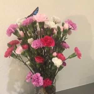 Meet your Posher, Jan